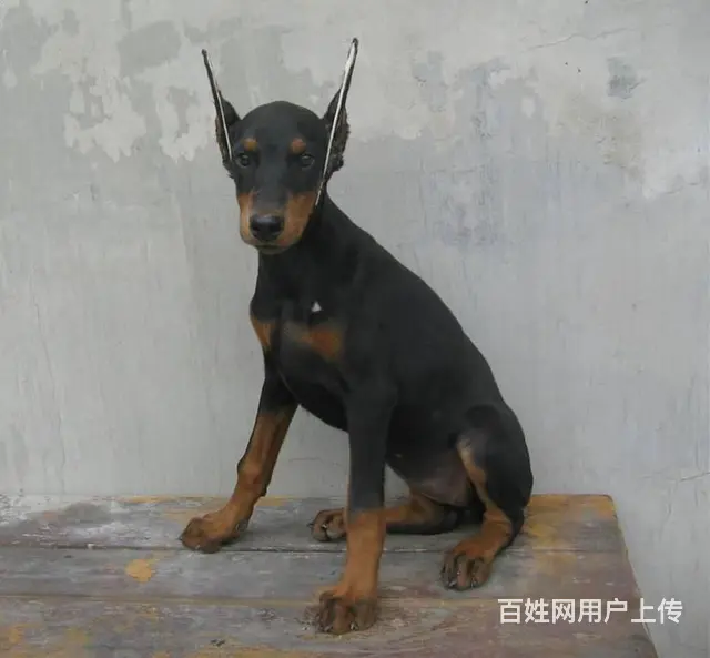 德系杜宾犬幼犬出售 爆胸骨量大公母均有 - 图片 6