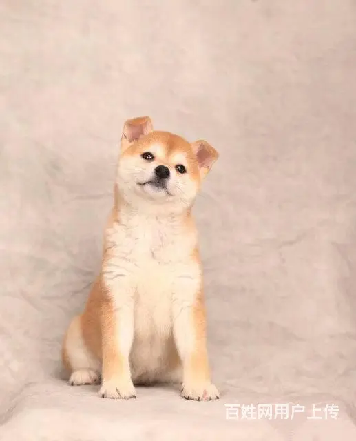 纯种日本柴犬多少钱 北京哪里有卖柴犬 纯种柴犬价格 - 图片 3