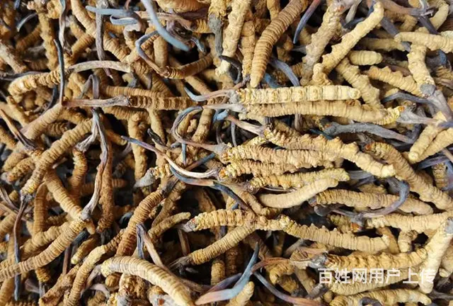 常熟哪里回收虫草 - 图片 3