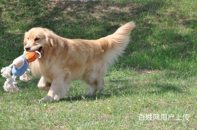 出售美系大頭金毛犬 3個月金毛小狗 純種金毛犬價格