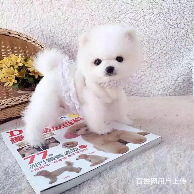 广州博美犬一只多少钱 实体犬舍 自家繁殖保健康 - 图片 5