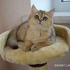 云南临沧猫舍直销金渐层一手价钱