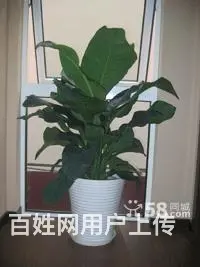 绿植盆栽租赁服务,花木租金较低 - 图片 3