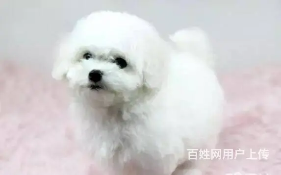 承德比熊多少钱一只 比熊价格 比熊怎么卖 保健康 - 图片 11