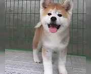 内江哪里可以买到精品秋田犬 秋田连锁店