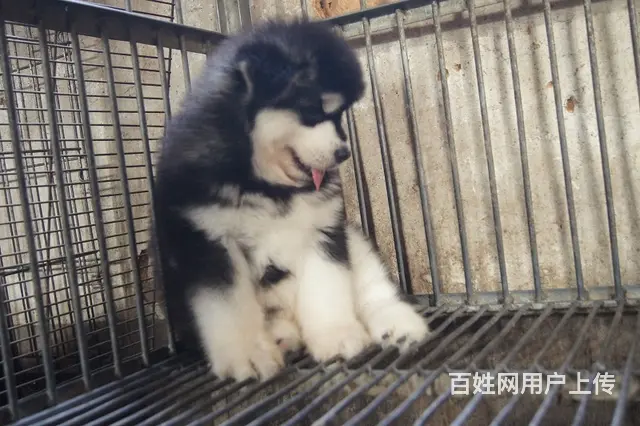 可爱又大气的阿拉斯加宝宝 大头大骨量毛量好 - 图片 4