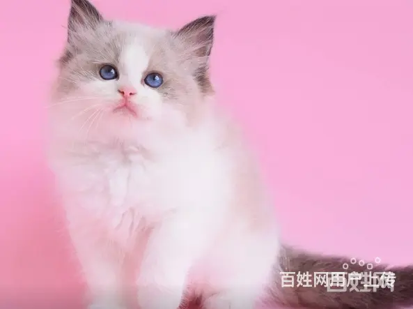 布偶猫多少钱一只_纯种布偶猫一般多少钱一只_布偶猫 - 图片 1