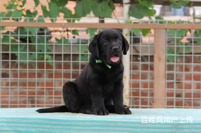 拉布拉多幼犬出售，纯种拉布拉多，自己繁殖纯种保证 - 图片 7