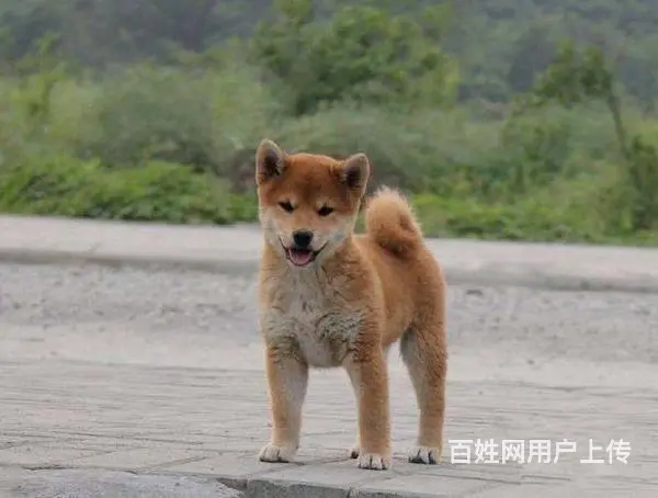 纯种柴犬 多只可挑选 狗场包售后健康 - 图片 4