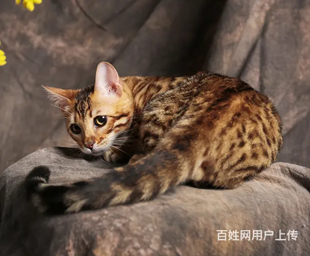 常州本地繁殖孟加拉豹猫猫血统纯正品质到位可上门 - 图片 4