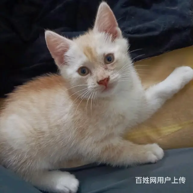 【搞定了！】中华田园狸花猫小奶猫领养 - 图片 7