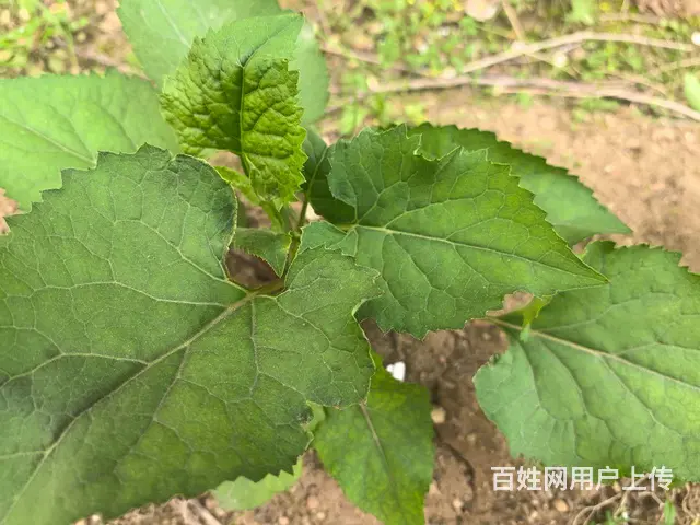 一楼单间 适合做库房 - 图片