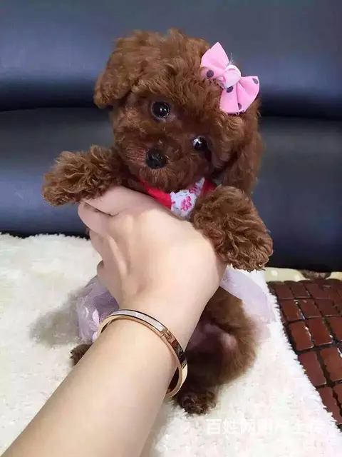 包头上哪家店可以买到泰迪泰迪一般多少钱 - 图片 1