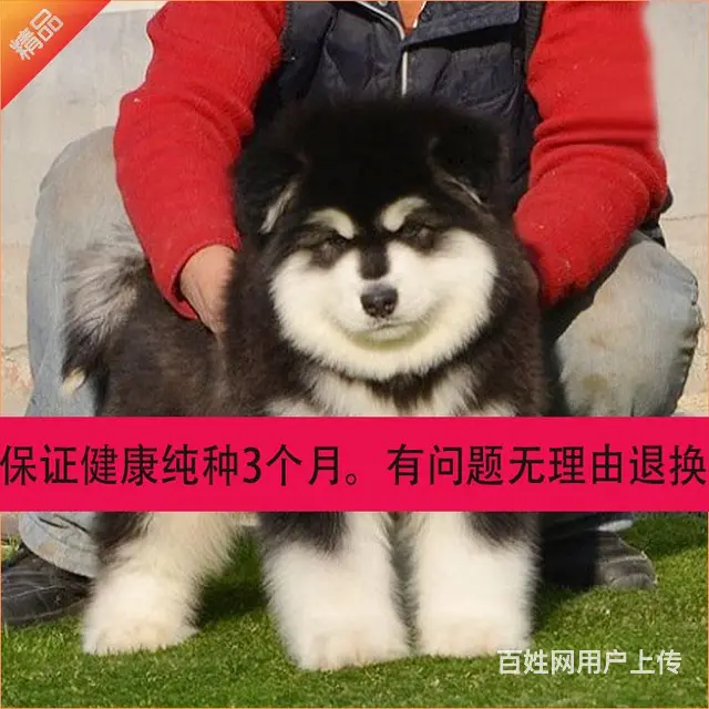 长春如何挑选纯种阿拉斯加，阿拉斯加靠谱商家 - 图片 1