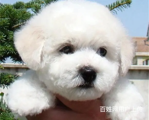 滨州比熊犬舍位置 本地比熊犬舍地址在哪儿 - 图片 3