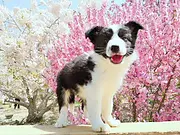 内江正规边牧基地 正规养殖边牧