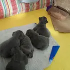 法牛