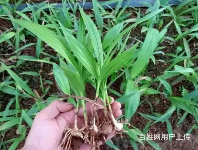 湖北百草堂白芨种植以绿色为韵科技为符，谱写农业新章 - 图片 2