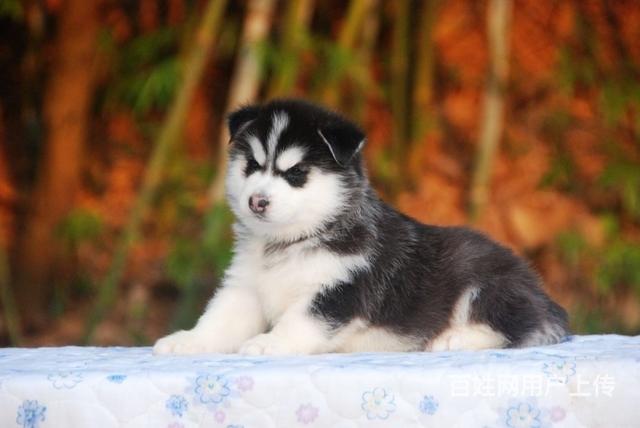 自己家養大 包純種 帶證書 哈士奇幼犬 可以看父母