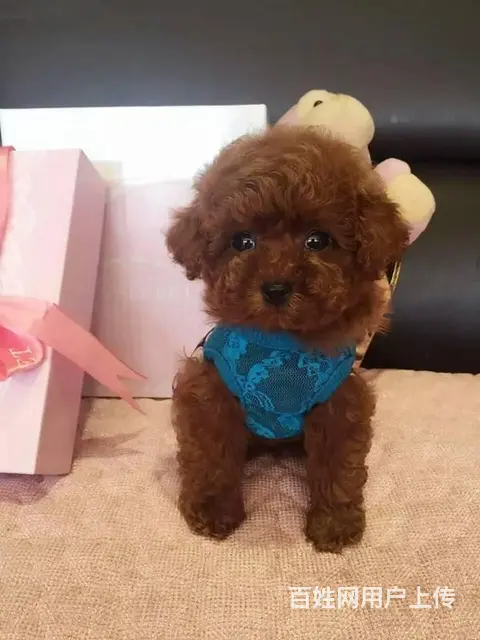 高端泰迪犬幼犬，三针齐全保健康，可送货上门 - 图片 7