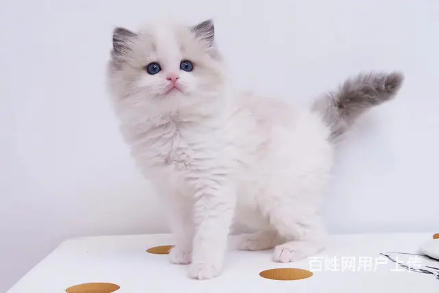 哪里有布偶猫卖的 布偶猫多少钱 布偶猫成年多重 - 图片 6