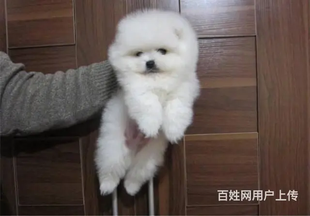 现在哪有卖博美小狗的 博美幼犬多少钱一只 - 图片 9