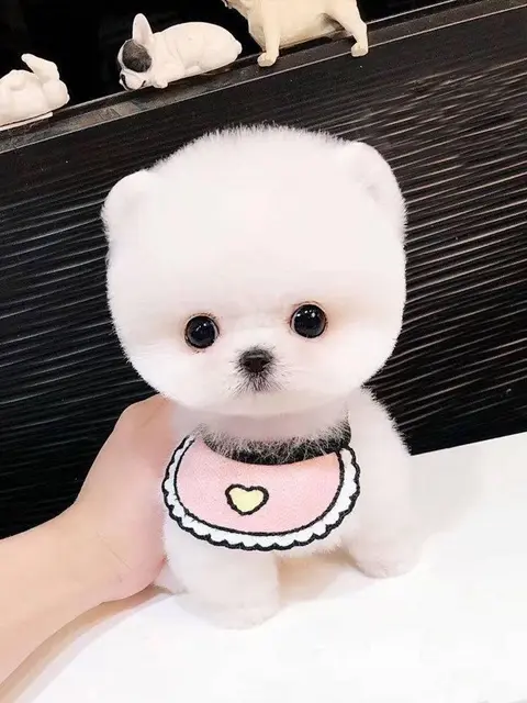 纯血统 博美幼犬 3月包退换 3年保品质 签订 - 图片 6