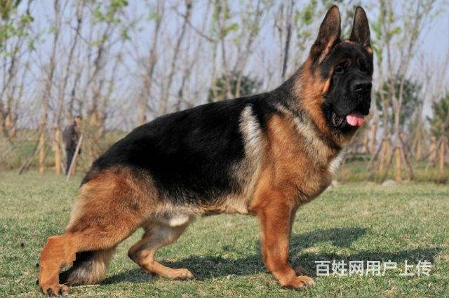 北京大头锤系德牧出售 纯种锤系德牧犬多少钱一只