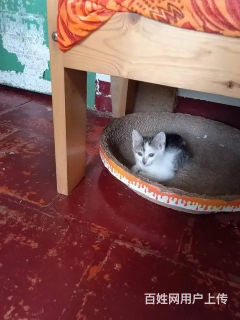 新来两只漂亮可爱的小猫咪 - 图片 1
