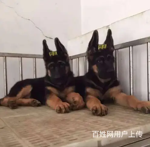 出售双血统锤系德牧cku注册售后可签协议有保障 - 图片 4