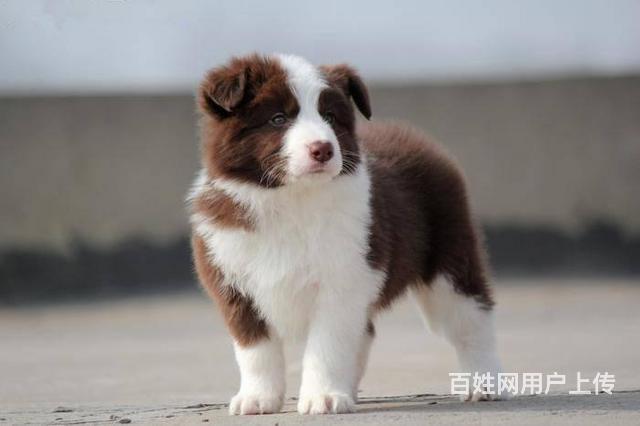 出售边牧幼犬 北京可送货上门 纯种边牧价格的图片