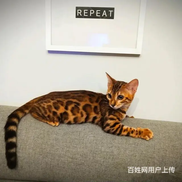 哪里有卖孟加拉豹猫的 疫苗齐全 温顺黏人 保证健康 - 图片 1