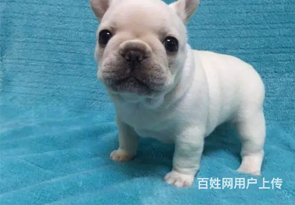 纯种法国斗牛幼犬 黑色白色精品奶油色 赛级血统 品 - 图片 3