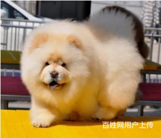 纯种松狮 松狮幼犬多少钱 哪里有卖松狮犬的 - 图片 6