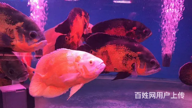 呈贡地区鱼缸清洗维修服务 - 图片 4