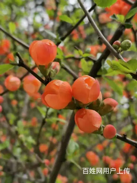 河南建筑公司需要成本节点税负的控制小规模一般纳税人 - 图片
