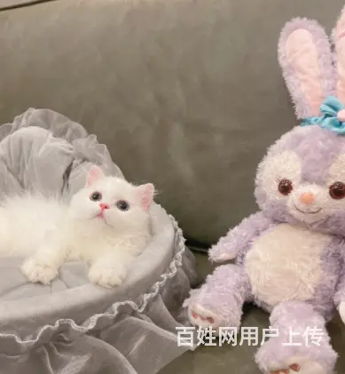 哪里有卖矮脚拿破仑猫的多少钱 中国人不骗中国人 - 图片 1