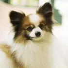 全国送货上门基地直销，纯种蝴蝶犬包健康包纯种
