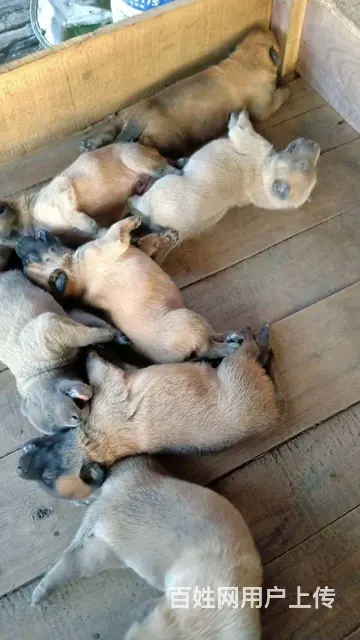 双血马犬 - 图片 1