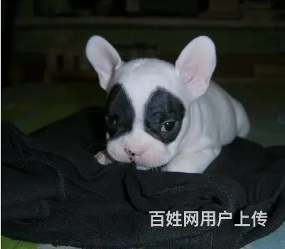 辽阳法斗一般卖多少钱 哪里可以看法斗 - 图片 1