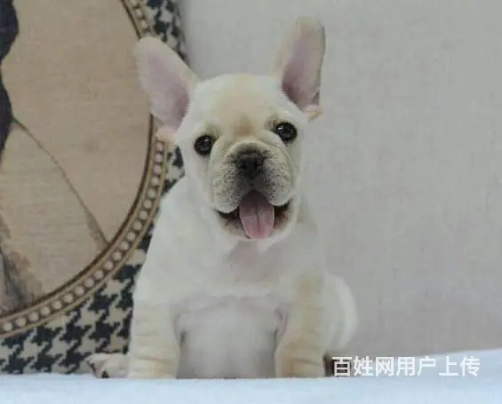 一只法斗幼犬多少钱 法斗犬价格大全_全国发货 - 图片 3