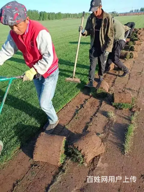 房山草坪基地销售草坪草坪价格 - 图片 2