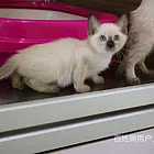 淮北双血统暹罗幼猫特价处理