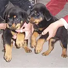德阳【*推荐】罗威纳犬舍‖罗威纳养殖场