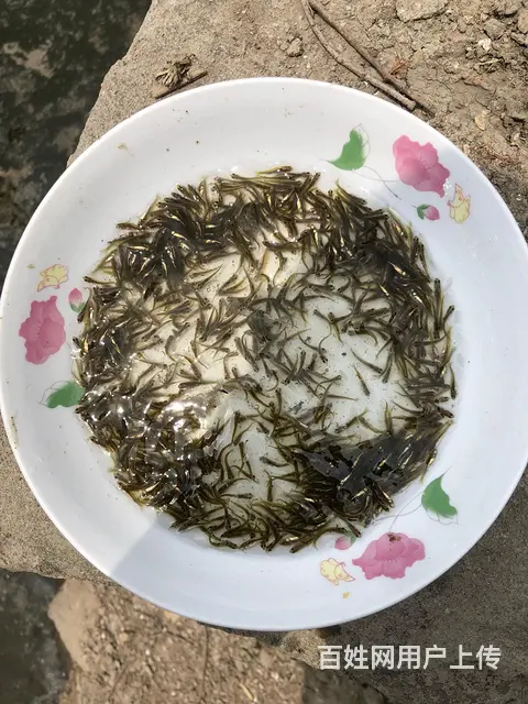 青鱼苗 - 图片 4