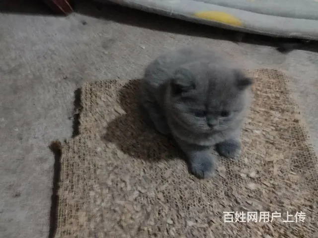 出售蓝猫 - 图片 1