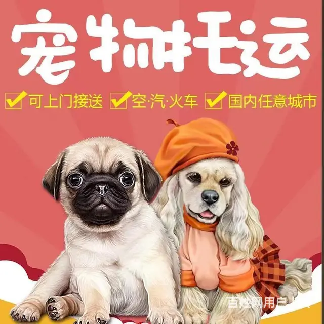 安徽霍邱周边宠物托运（猫狗活体快递）陆运 空运至全国 - 图片 1