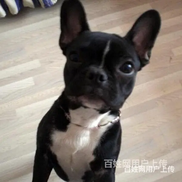 六安靠谱法斗养殖场法斗在养户手里价格 - 图片 1