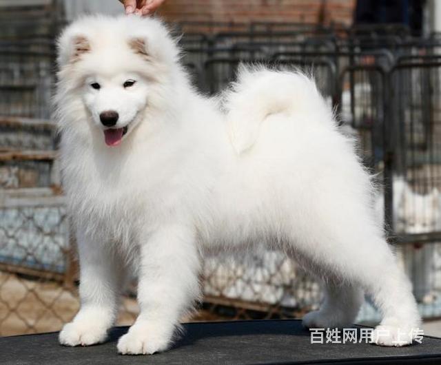 么么哒萨摩耶品相完美超活泼包健康签协议