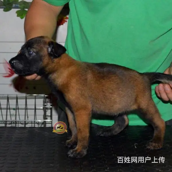 天门卖马犬的养殖场，养殖场马犬一般卖多少钱 - 图片 4
